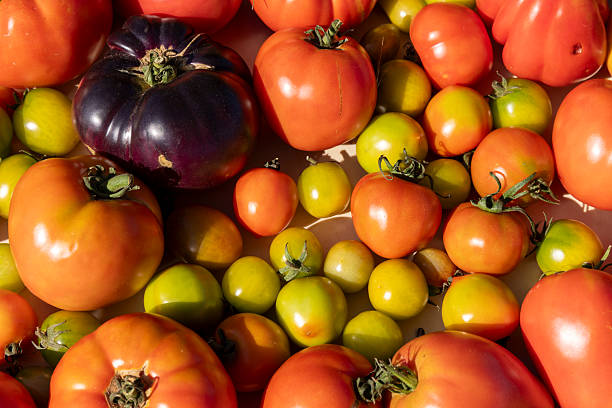istock A bunch of tomatoes and a black tomato are on a table 2229515443
