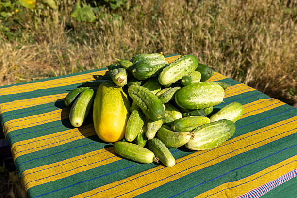A bunch of cucumbers are piled on top of a table. The table is covered with a striped cloth