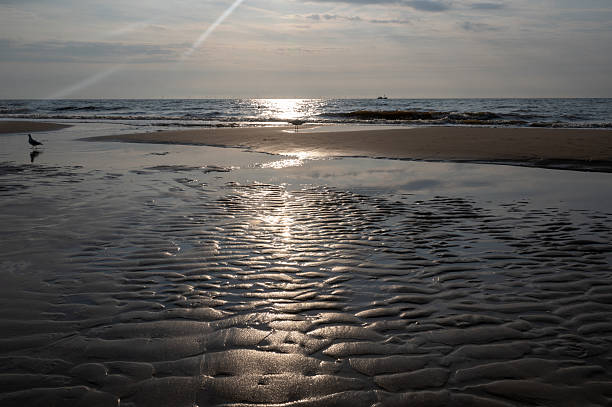 The North Sea at low tide and high tide, at sunset, with some seagulls on the sandy beach