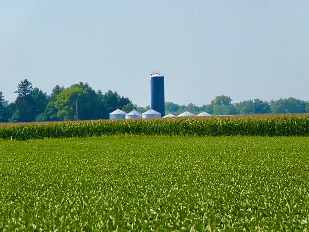 istock Silos and blue silo in cornfield with blue sky. 2229517099