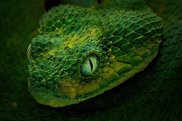 Western bush viper, West african leaf viper, Atheris chlorechis