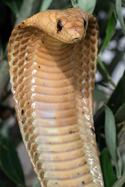 istock Close-up of a cobra with hood expanded. 2229519045