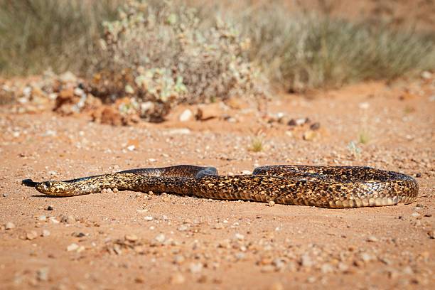 A speckled snake slithers across a sandy desert landscape under the sun, showcasing its intricate patterns.
