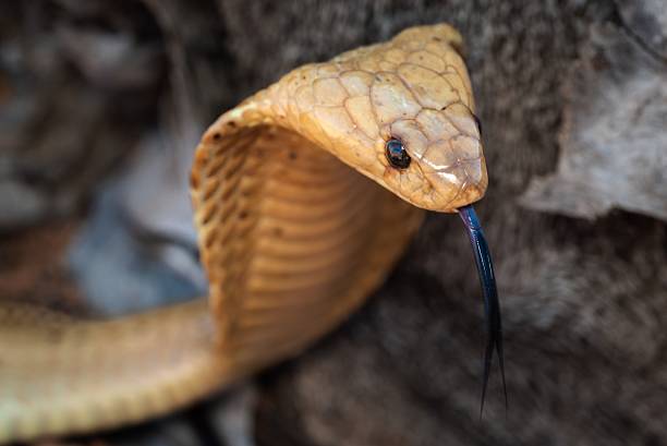 istock Close-up of a cobra with expanded hood. 2229519099