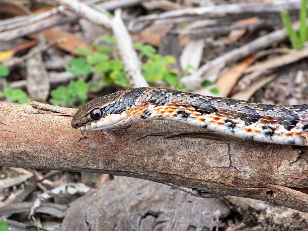 istock Snake resting on a branch in nature. 2229519147