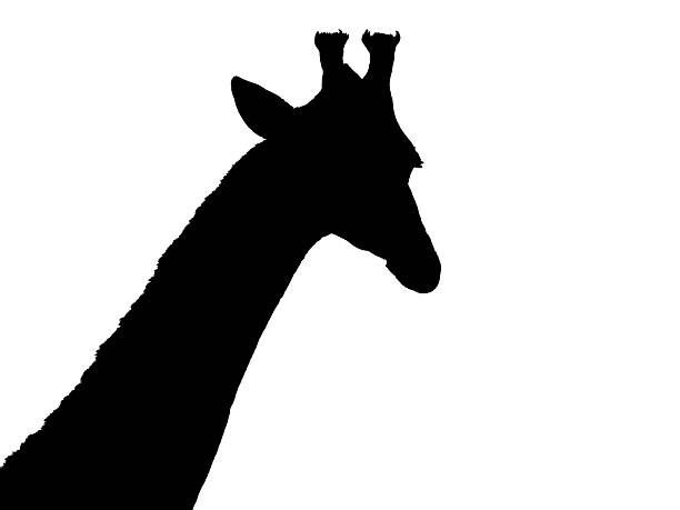 Silhouette of a giraffe's head and neck against a plain white background.