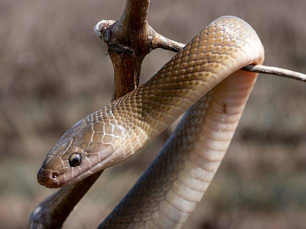 istock Snake coiled around a branch in natural light. 2229519216