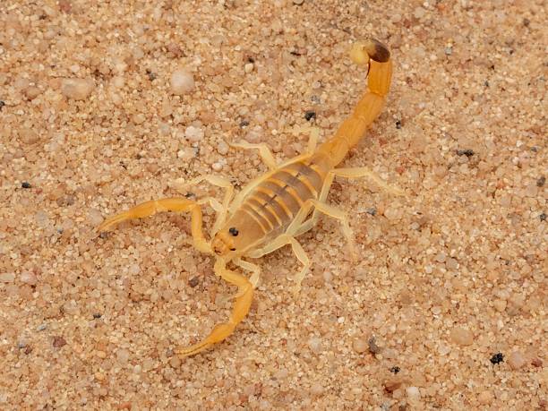 A close-up of a yellow scorpion on sandy terrain, showcasing its detailed texture and natural habitat.