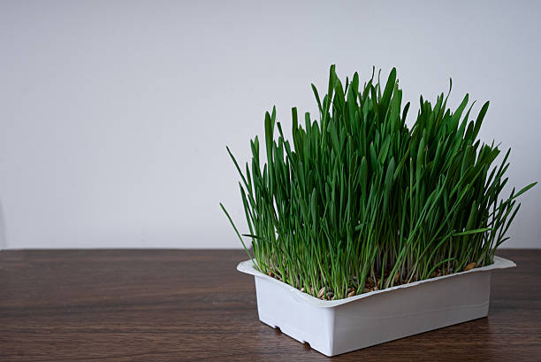 istock Wheatgrass tray on wooden table indoors 2229519517