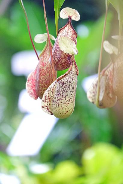 istock In selective focus A Nepenthes plant growing in a garden 2229519622