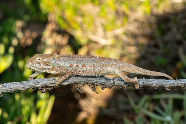 istock Robertson Dwarf Chameleon (Bradypodion gutturale), also known as a Little Karoo dwarf chameleon in the fynbos 2229521364