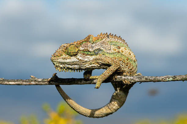A stunning Robertson Dwarf Chameleon (Bradypodion gutturale), also known as a Little Karoo dwarf chameleon climbing in the fynbos in the Western Cape, South Africa