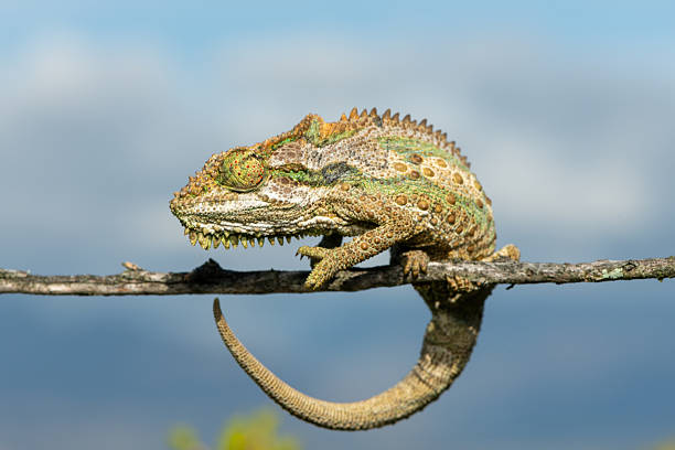 A stunning Robertson Dwarf Chameleon (Bradypodion gutturale), also known as a Little Karoo dwarf chameleon climbing in the fynbos in the Western Cape, South Africa