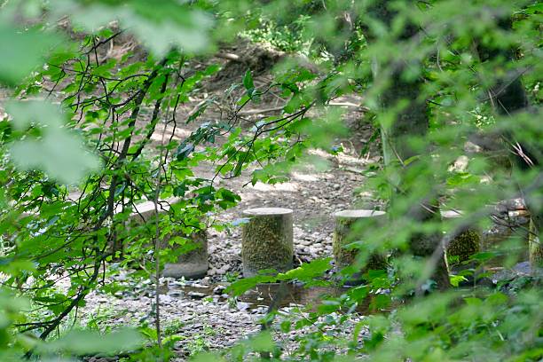 istock Concrete stepping stones lead through a shallow, rocky stream in a dense, leafy forest. The image, framed by green foliage, captures a hidden woodland path ideal for adventure or exploration themes. 2229523142