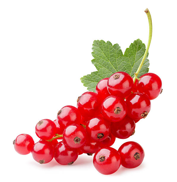istock Branch of red currant with leaf close-up on a white. Isolated 2229523236