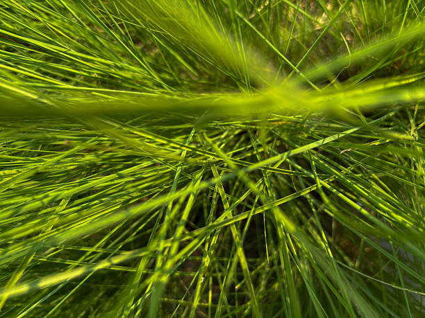 Close-up of lush green grass under sunligh