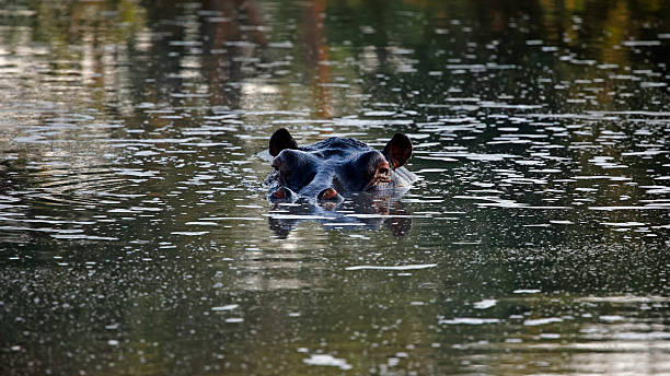 istock Hippos in the Okavango delta in Botswana 2229526700