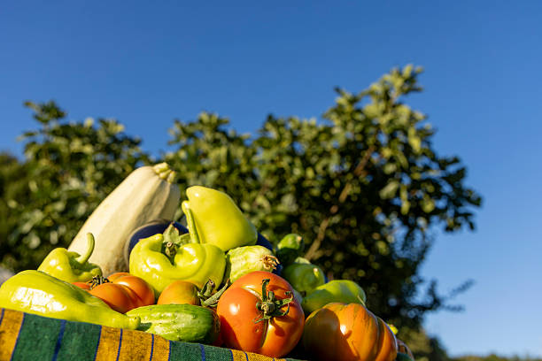 A table full of vegetables including tomatoes, cucumbers, and peppers. The table is set outdoors on a sunny day