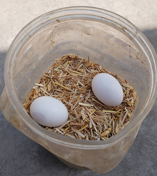 istock Top view of two pigeon eggs resting on dry straw inside a plastic container, depicting simple natural hatching setup in rural environment with organic protection and warmth 2229529514