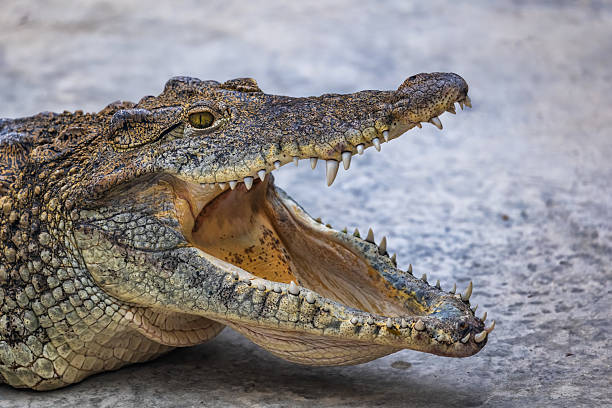 istock Cuban Crocodile Crocodylus Rhombifer Portrait 2229530623