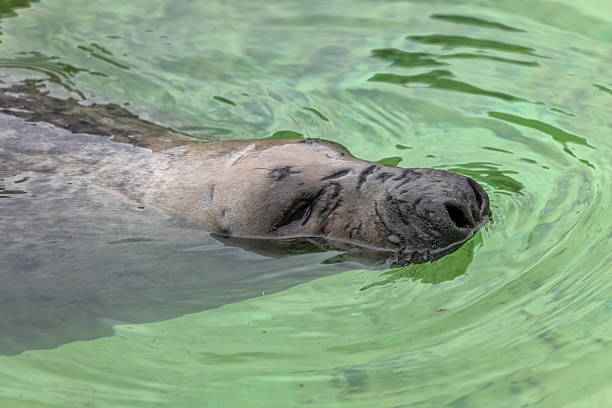istock Grey Seal Halichoerus Grypus 2229530682