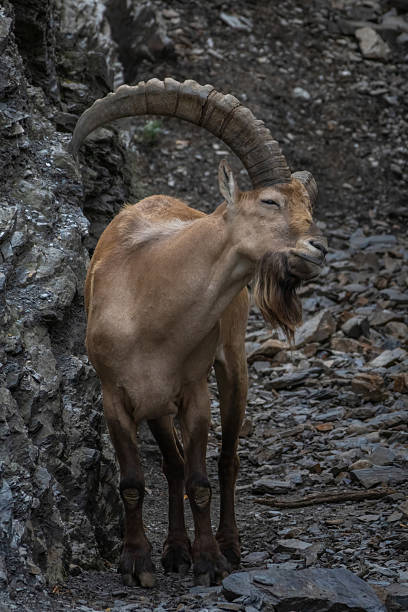 istock Male Siberian ibex Capra sibirica 2229530881