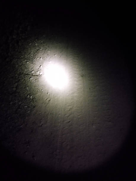 istock Focused torchlight illuminating dense bushes at night in rural darkness, highlighting sharp details of foliage under beam in contrast to surrounding shadows and dim natural environment 2229531270