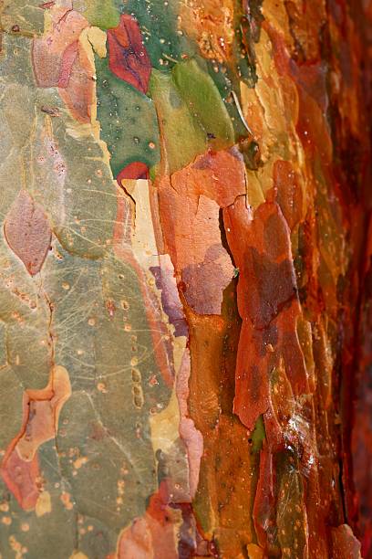 Intricate details of a tree trunk’s bark, the weathered surface with its natural patterns and earthy tones. The organic composition showcases rough textures, subtle streaks, and cracks, making it ideal for use in backgrounds, wallpapers, or design elements