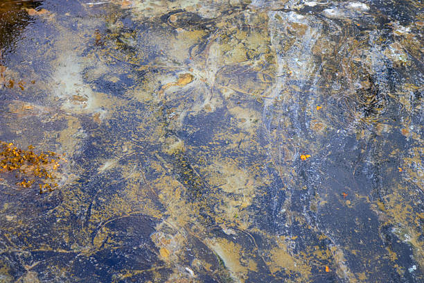istock Water pollution by blooming blue-green algae - Cyanobacteria is world environmental problem. Water bodies, rivers and lakes with harmful algal blooms. Ecology concept of polluted nature 2229531909