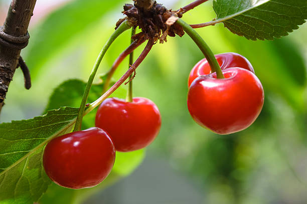 delicious red cherries in the countryside garden