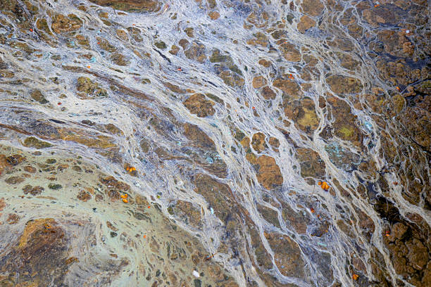 istock Sea surface covered with blue-green algae, creating swirling patterns in the water. Marine ecology, the impact of environmental change, the fragility of aquatic ecosystems 2229532333