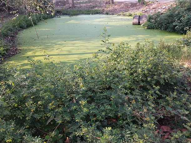 istock Stagnant pond completely covered with thick green algae layer, forming an unusual and dense natural pattern across water surface, depicting aquatic stillness and environmental conditions 2229532682