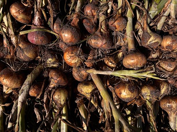 A rich bounty of freshly harvested onions sits scattered on the ground, showcasing their earthy tones and green tops. These onions were collected in a backyard garden during late summer.