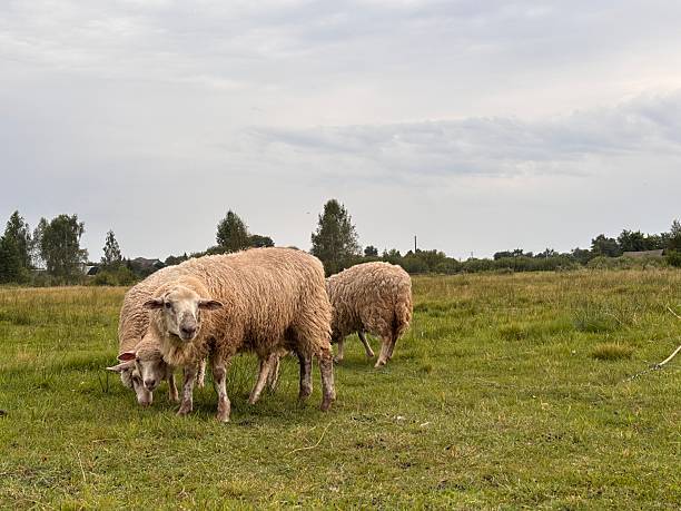 Flock of sheep foraging on lush green grass in an expansive rural field. Overcast sky looms overhead, creating a serene atmosphere. The animals seem calm and content in their environment.