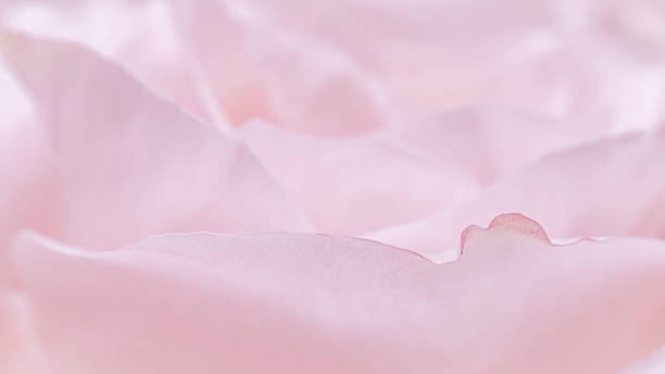 istock Pink pale rose flower petals, soft focus. Macro flowers backdrop 2229534913