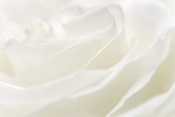 istock White rose flower petals, soft focus. Macro flowers backdrop 2229534914