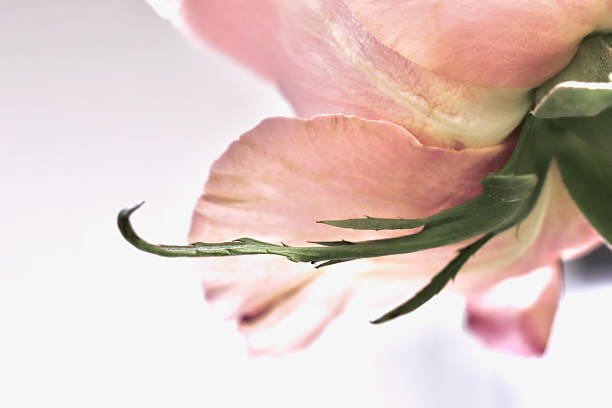 istock Pink pale rose flower petals, soft focus. Macro flowers backdrop 2229534918