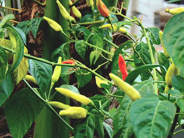 Green chili peppers growing in a field