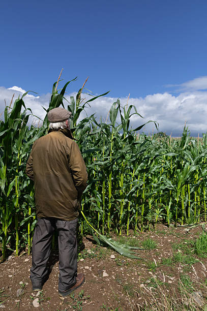 istock Farmer looking at a maize growing in a field 2229538847