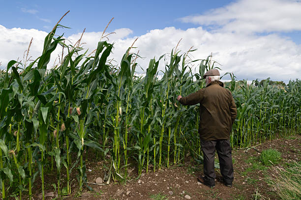 istock Farmer checking the leaves of a maize crop 2229539872