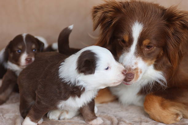 istock A mother dog is laying down next to her puppies 2229540909