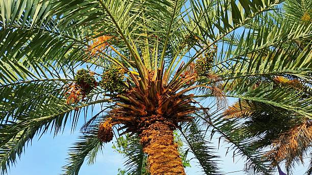 istock Date Palm Tree in Fruit Season 2229541718