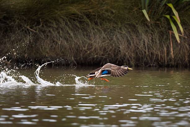 istock Duck in flight over a pond with splashes. 2229544051