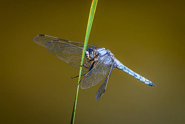 istock dragonfly close-up in morning light 2229544154