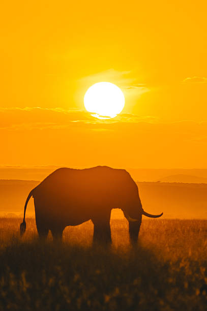 istock Silhouette of an Elephant in the Morning Sunlight 2229545211