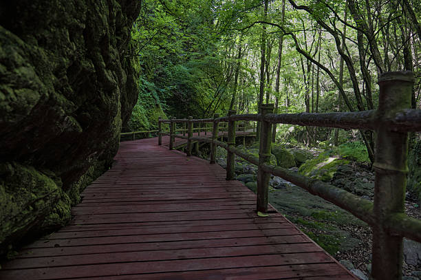 A wooden walkway winds through a lush green forest surrounded by ancient trees and moss-covered rocks creating a tranquil natural scene