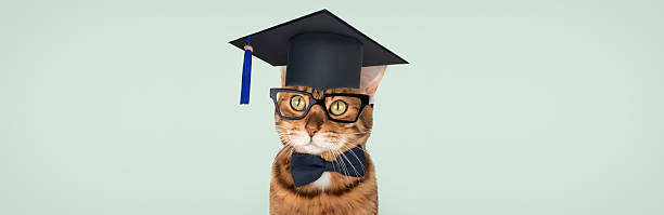 istock A straight-A Bengal cat with glasses, a bow tie and a graduation cap 2229545820