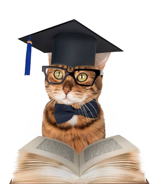 istock Bengal cat in graduation cap, glasses and bow tie reading book on white background 2229545823