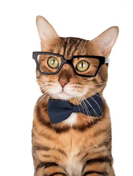 istock Bengal cat wearing a bow tie and glasses 2229545826