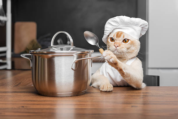 istock Burmese cat dressed as a chef with a saucepan in the kitchen. 2229545846